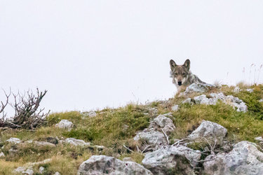 Der Wolf ist da. Ein Thema – zwei Ausstellungen - 1
