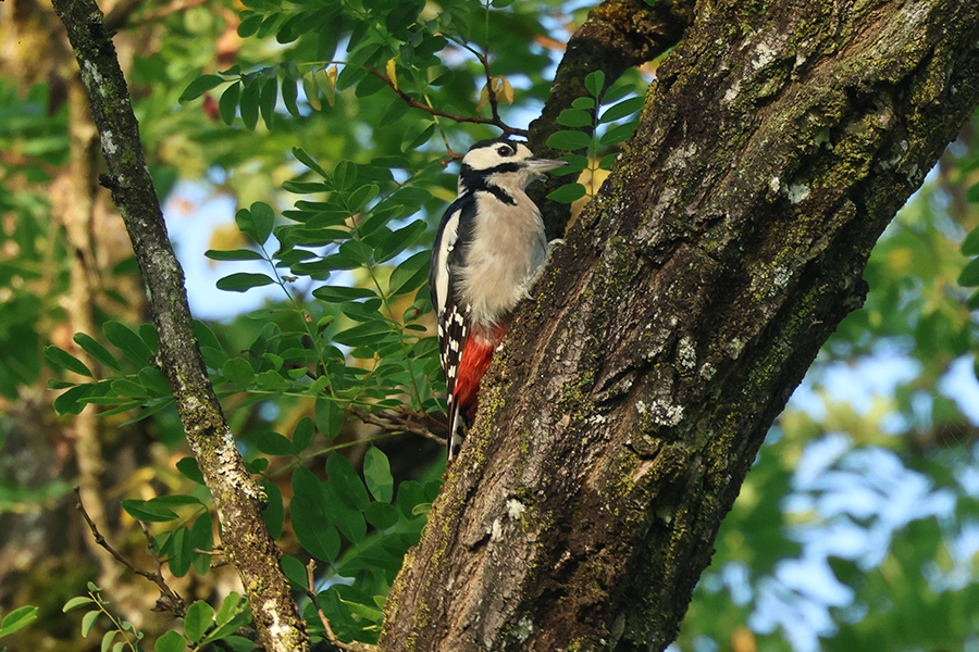 Spechte - jetzt trommeln sie wieder