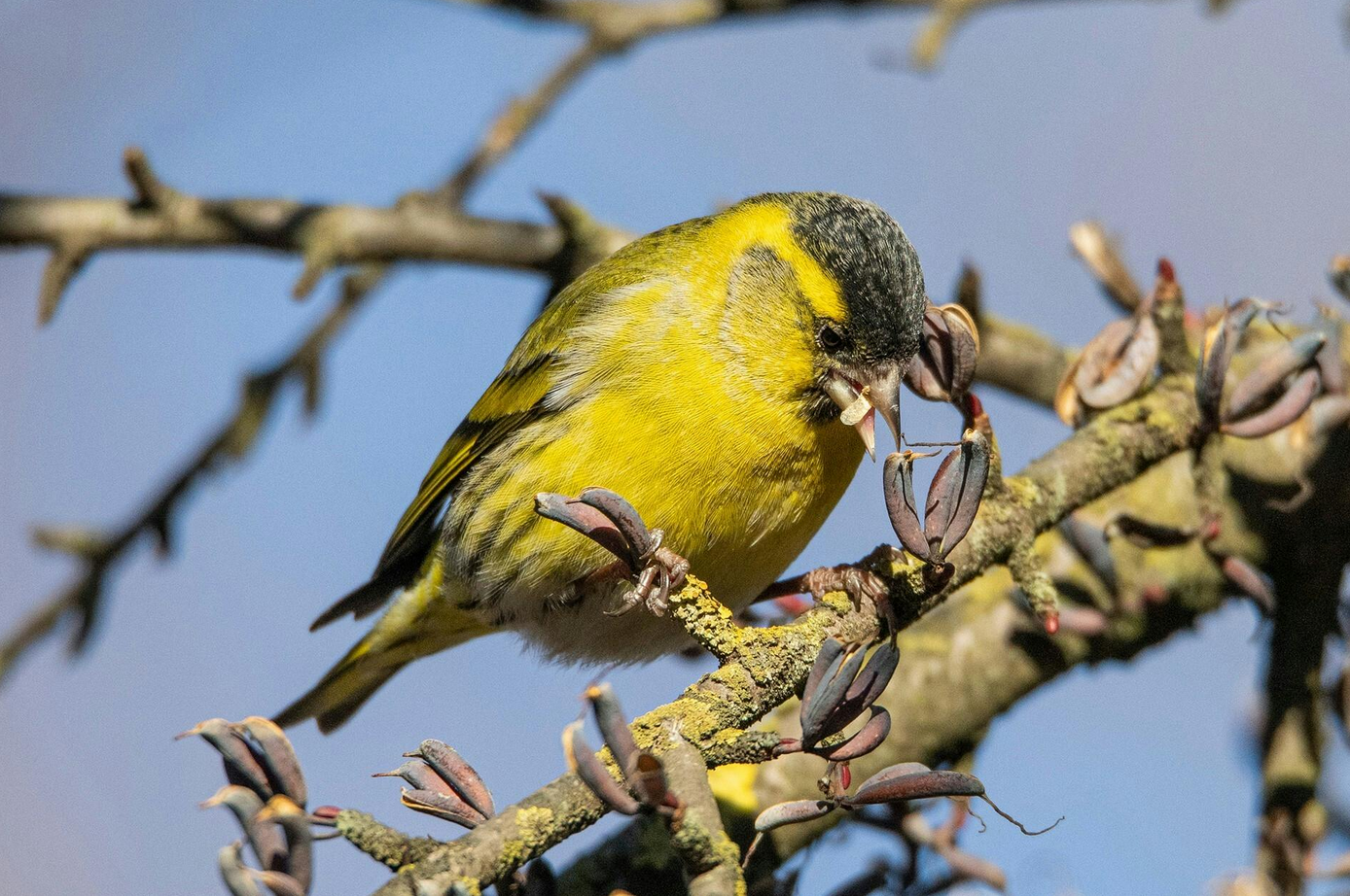 Tierwelt im Haberfeld mit Jürgen Kühnis
