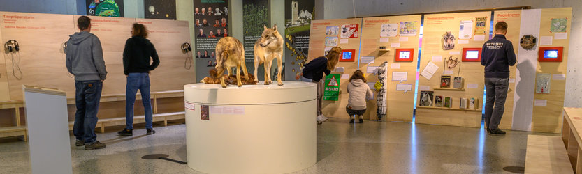 Der Wolf ist da. Ein Thema – zwei Ausstellungen - 1