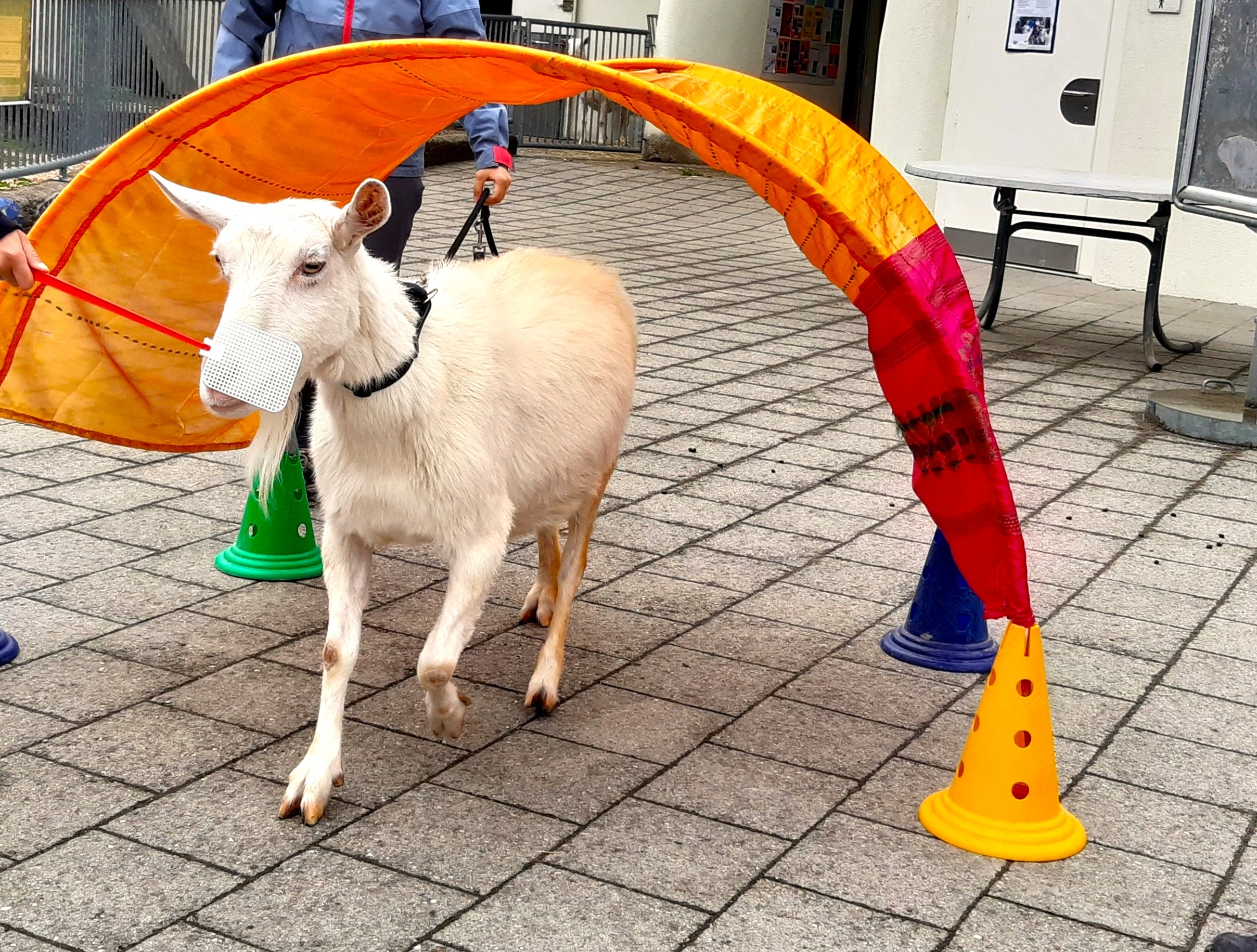 Titelbild des Events: Tierpflegewoche (Kursnr. 1.8e)