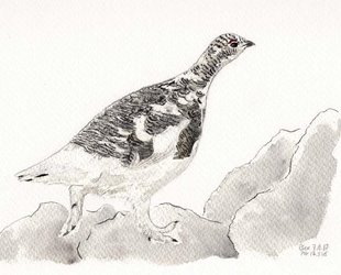 Expo, Une année au pays du Lagopède alpin (Philippe Glardon)