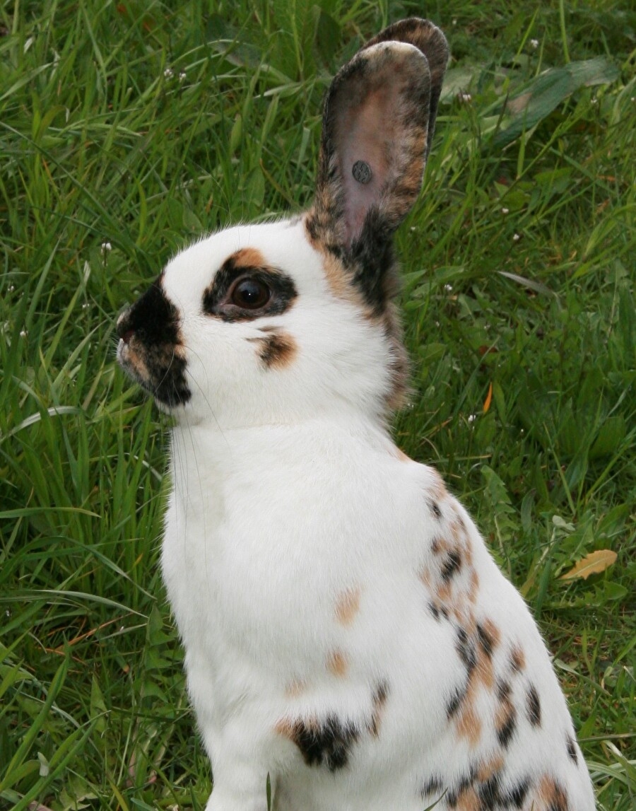 Titelbild des Events: Kleintierschau