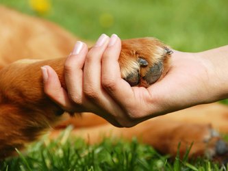 Freundschaft mit Deinem Tier - Tierkommunikation Karin Grämiger