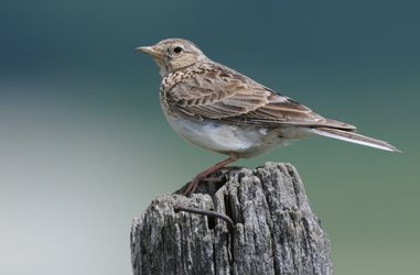 Oiseau (©Parc naturel régional Gruyère Pays-d'Enhaut)