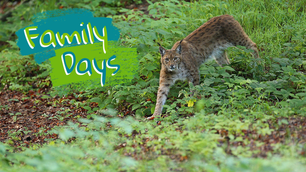 Titelbild des Events: Family Days