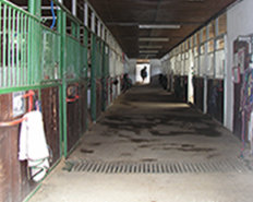 Agriturismo - Scuderia al Piano - 1