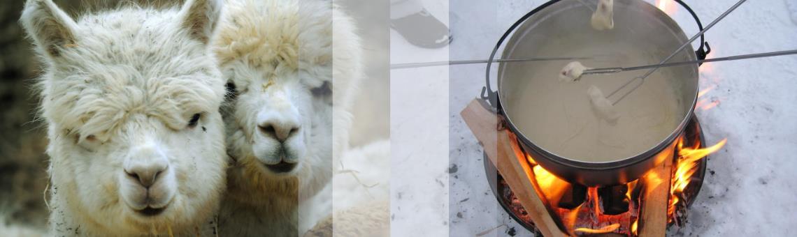 Fondue inmitten Alpakas Bergdietikon bei Zürich - Bergdietikon - My Farm