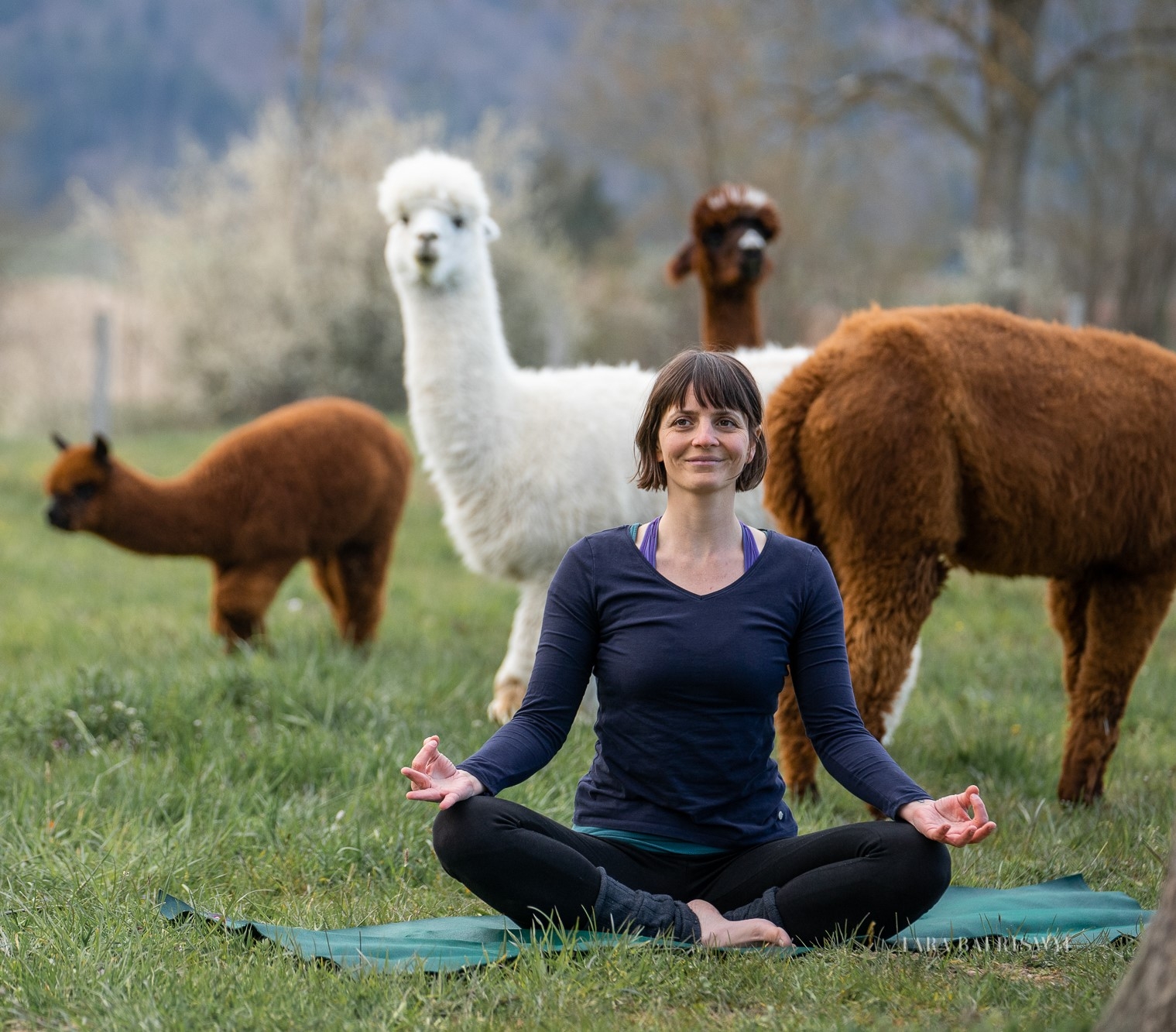 Titelbild des Events: Yoga inmitten Alpakas