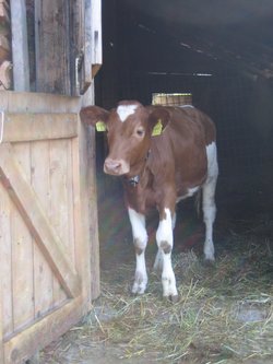 Stall-Visite