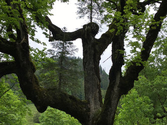 s «t’Anneli» auf dem Ast des Ahornbaums im Richisau