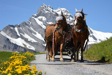 Frühlings-Kutschenfahrten in Braunwald