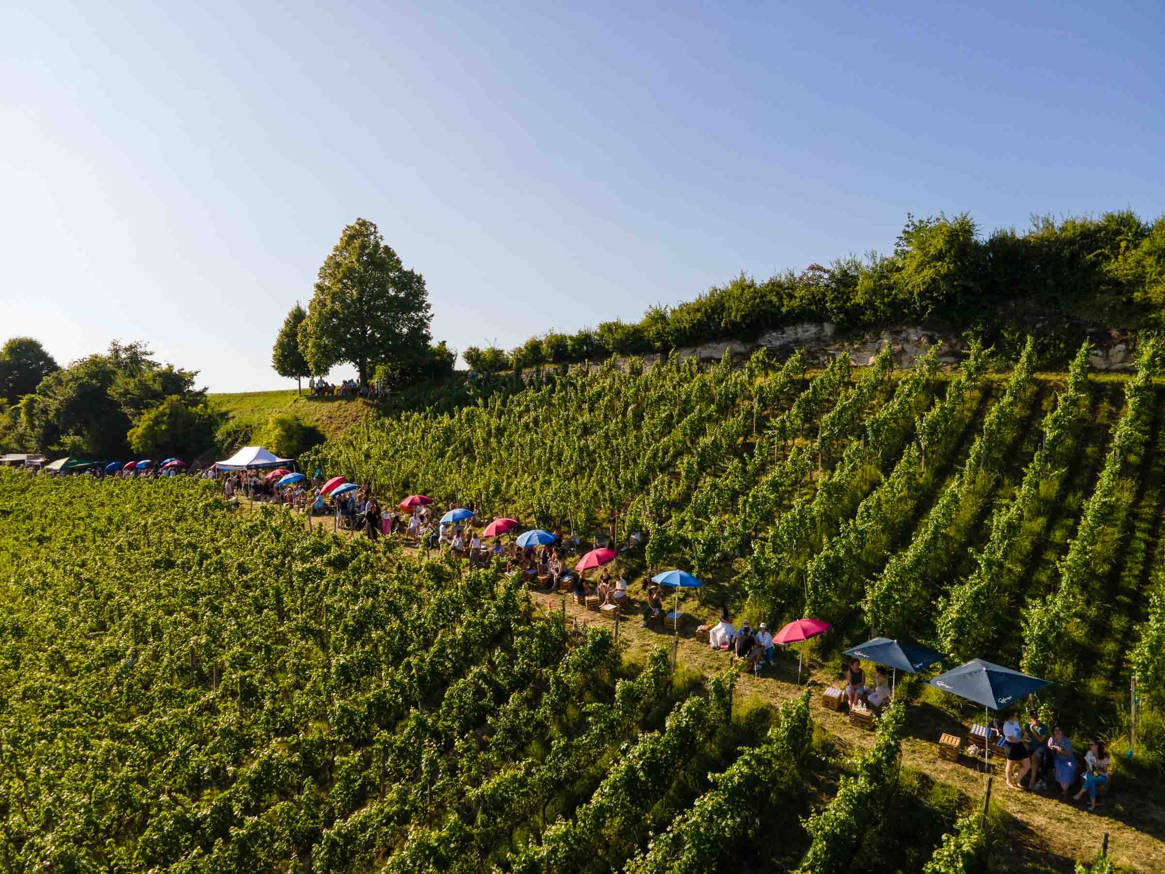 DJ + Wein in den Reben