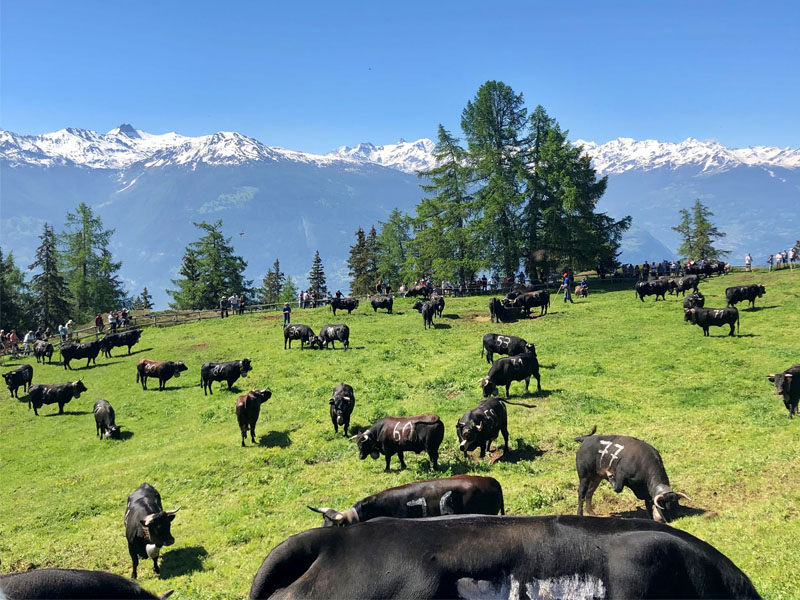Inalpe de l'Alpage de Corbyre