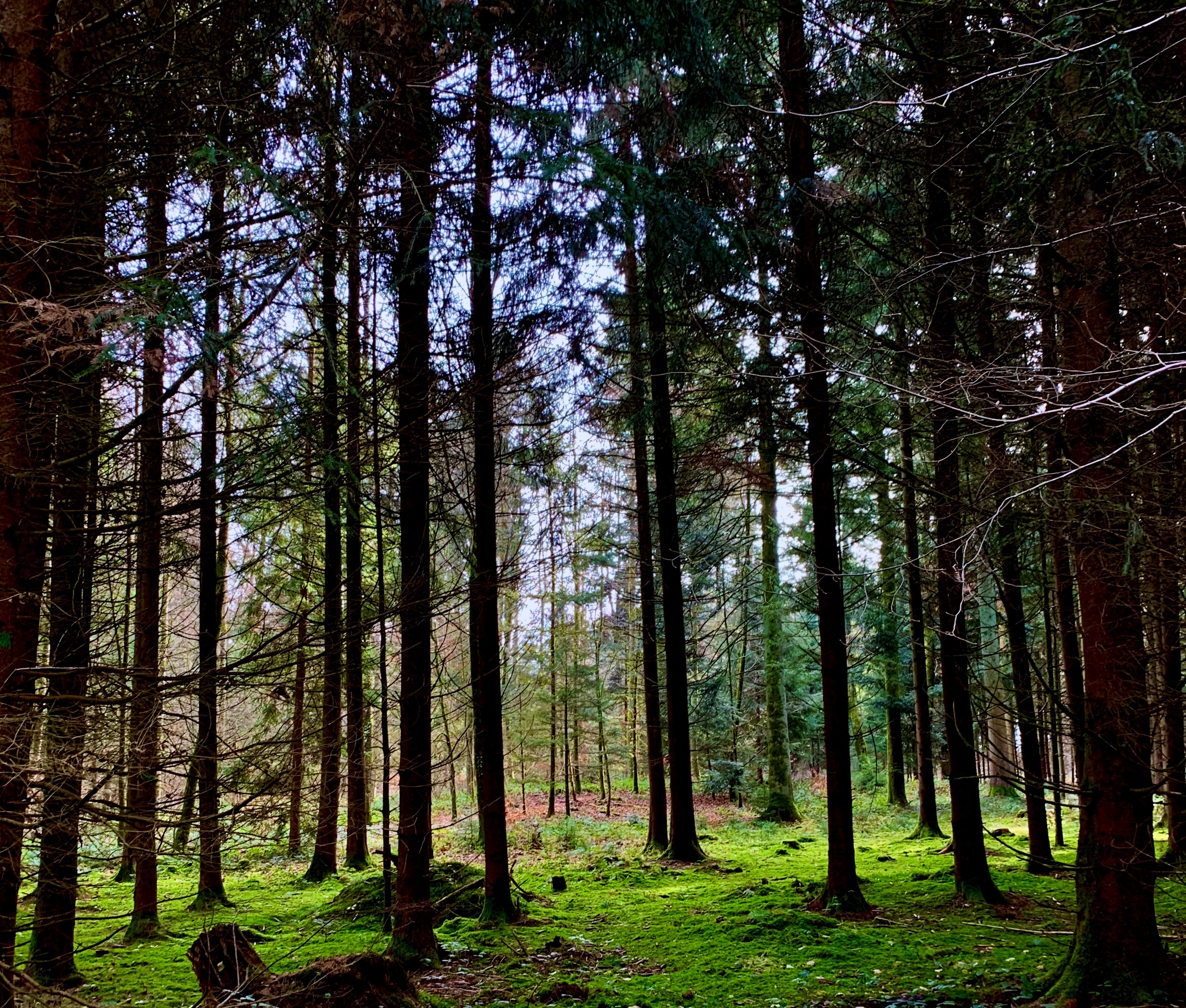 Titelbild des Events: Waldreinigung