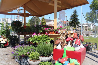Frühlingsmarkt - Pflanzensetzlinge