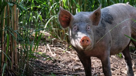 Weideschwein, Hofgut Farnsburg. Foto: Museum.BL