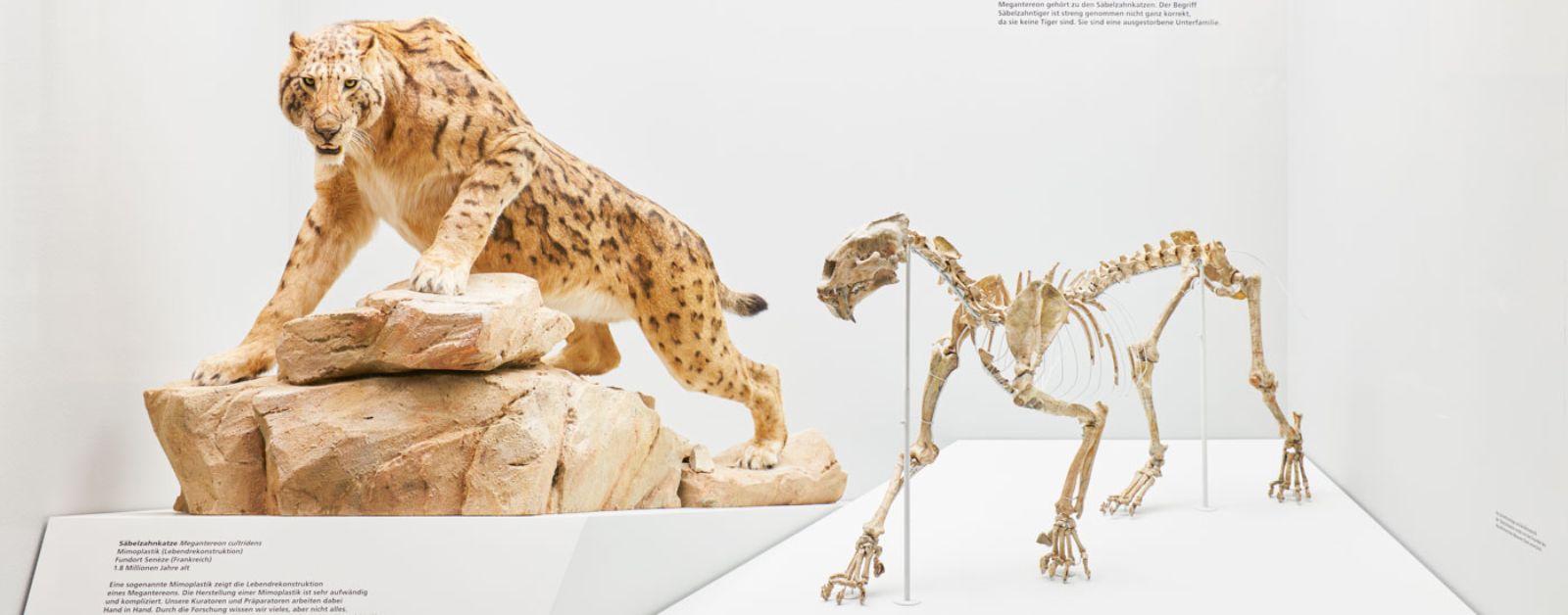Mammut & Säbelzahntiger. Evolution des Menschen – In einem Land vor unserer Zeit