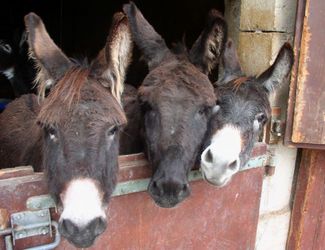 Hofladen La Ferme Aux Cretegny - 1