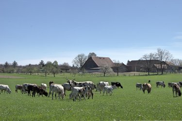 Berchtoldshof - 1