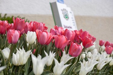 1 Tulpe für das Leben 2019 in Chardonne (VD)