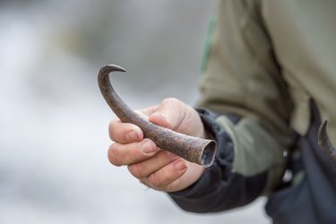 Wildspuren und Naturerwachen - 1