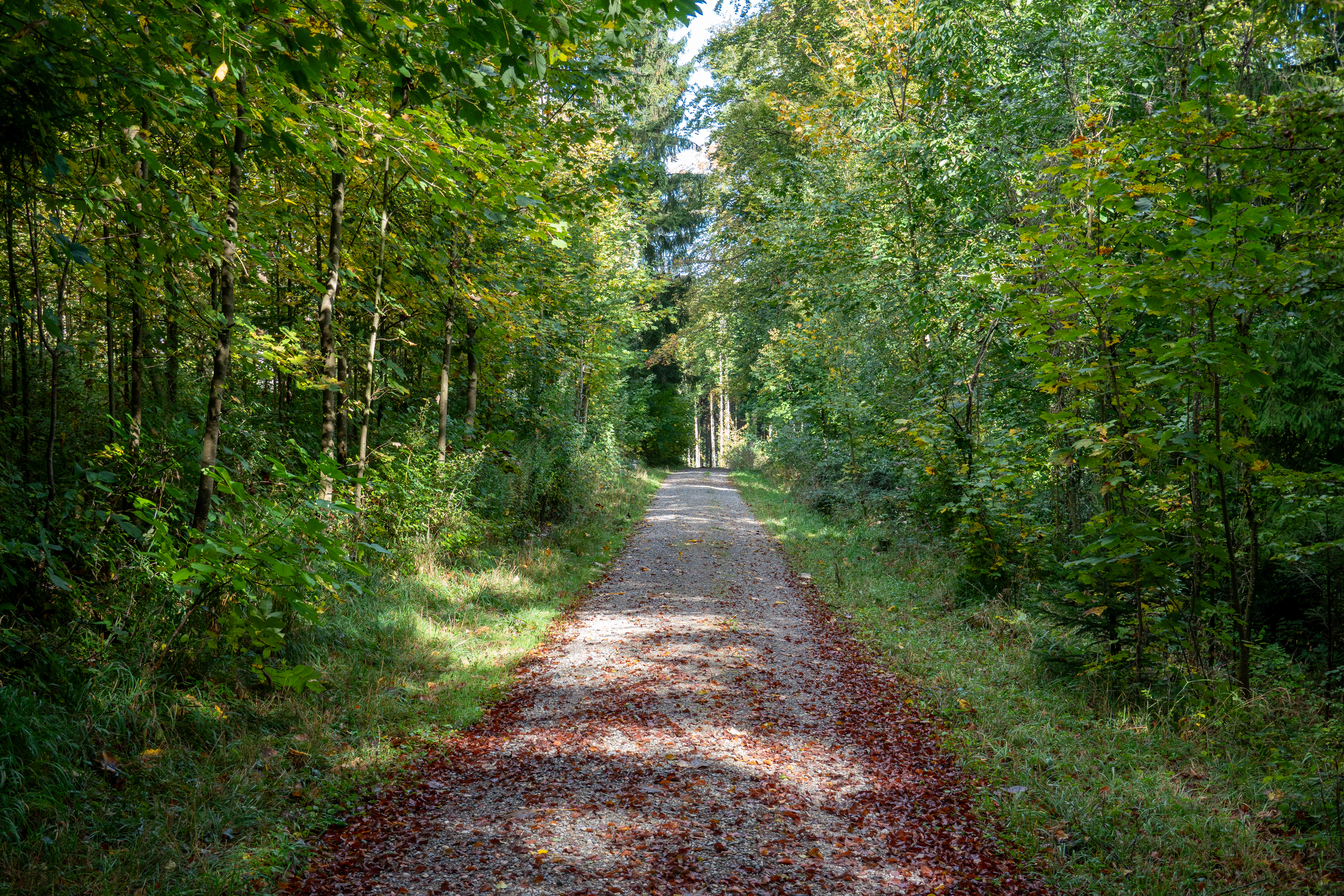 Heute bin ich einmal Förster:in des Waldes