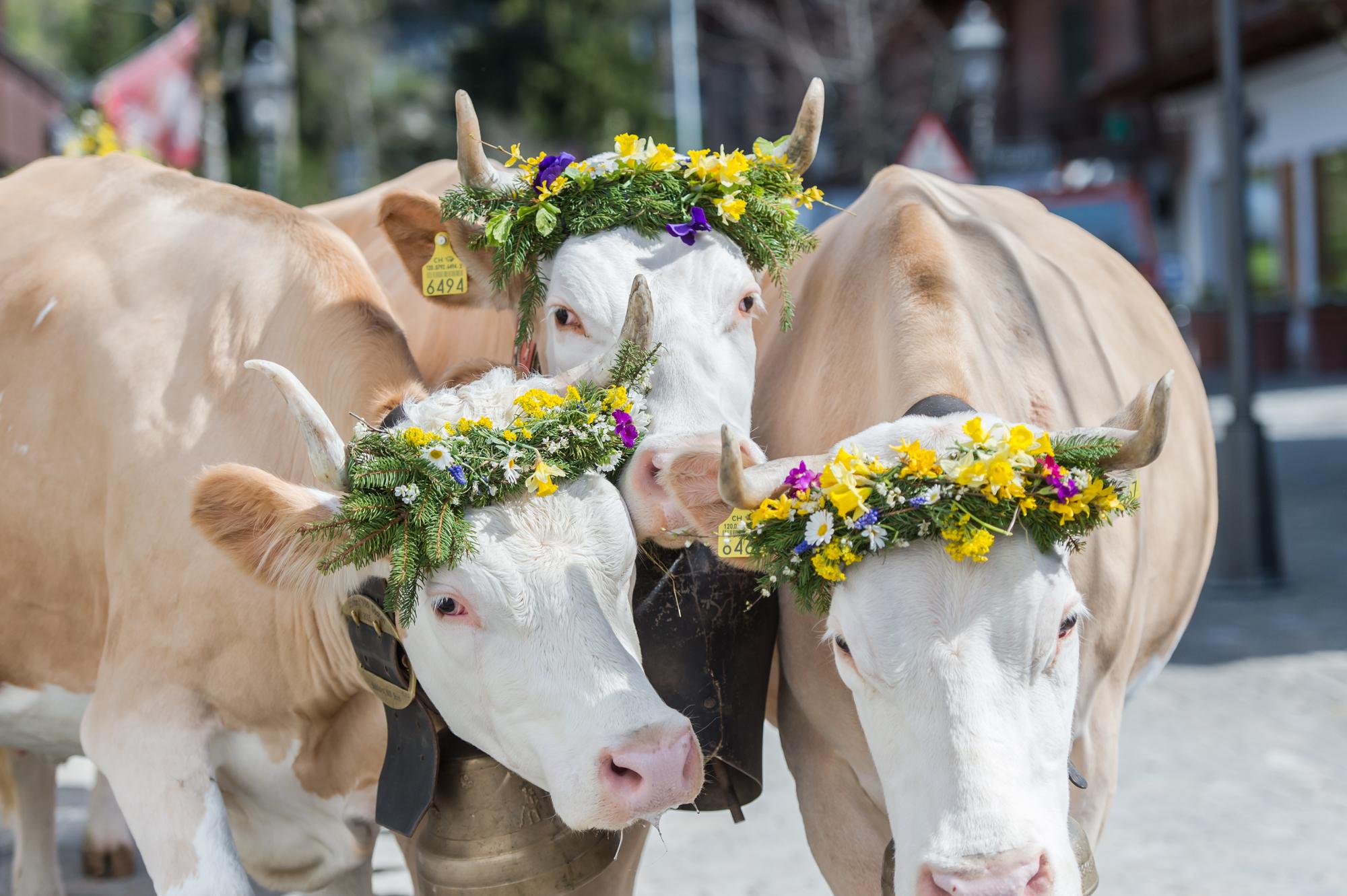 «Züglete» (alpine transhumance) Gstaad Guidle