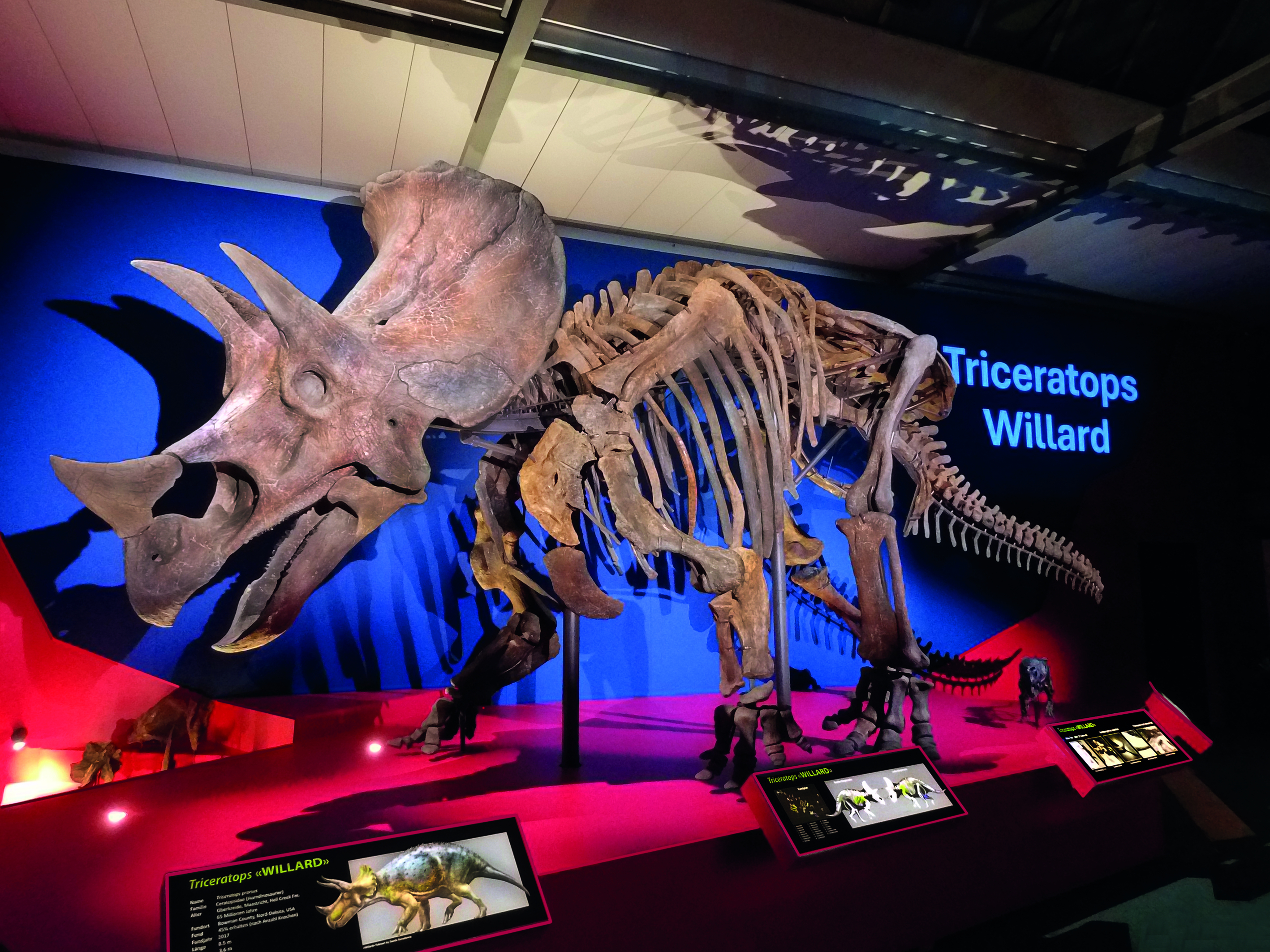 «Willard» - der weltgrösste Triceratops