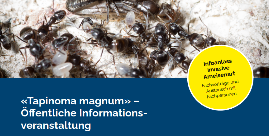 Titelbild des Events: «Tapinoma magnum» – Öffentliche Informationsveranstaltung