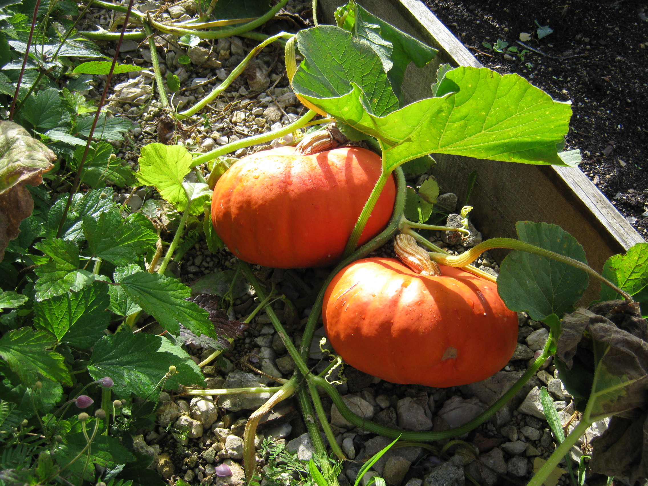 Savez-vous planter les choux ? Savez-vous planter les choux ?