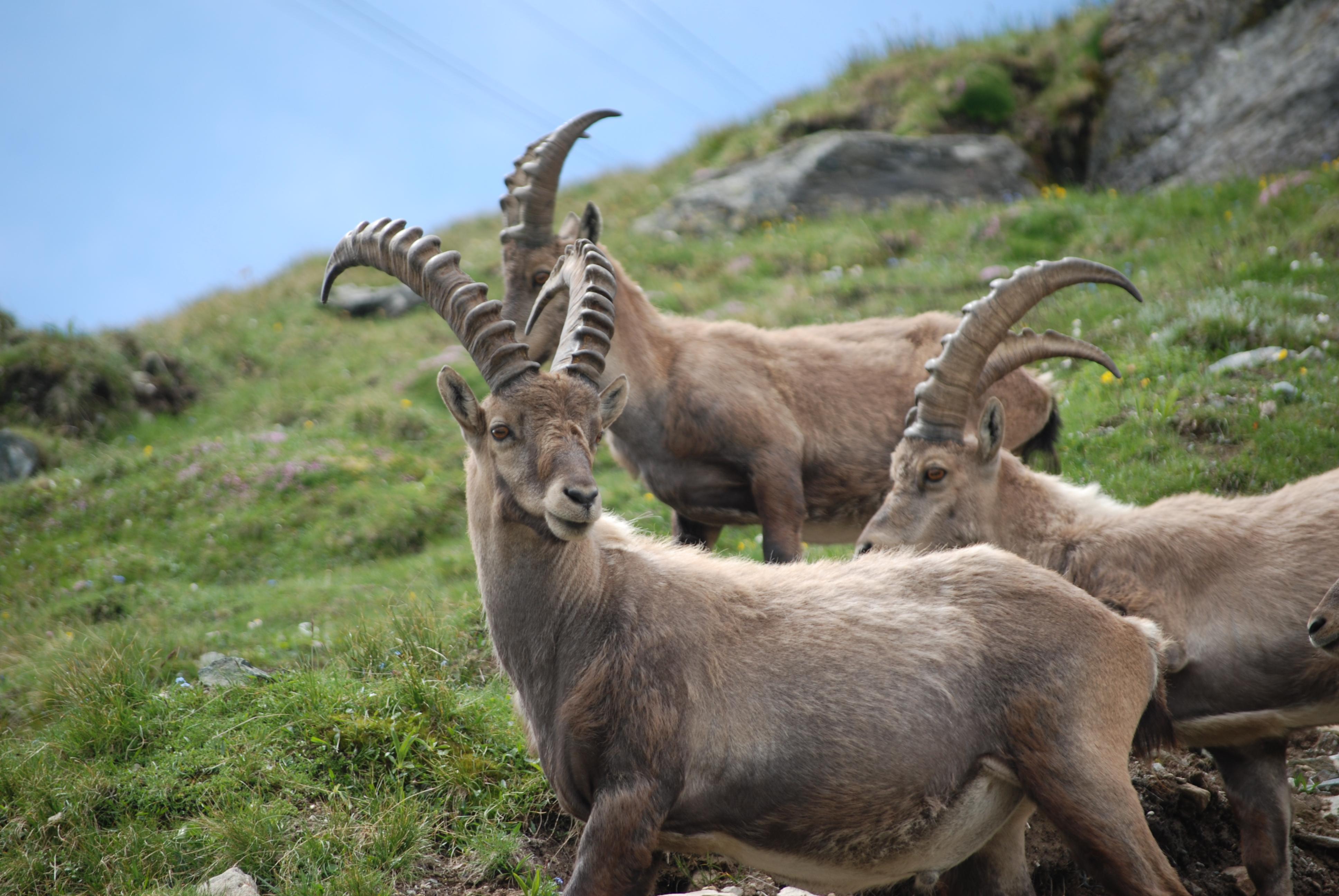 Wildbeobachtung: Im Reich der Saaser Wildtiere Wildbeobachtung: Im Reich der Saaser Wildtiere