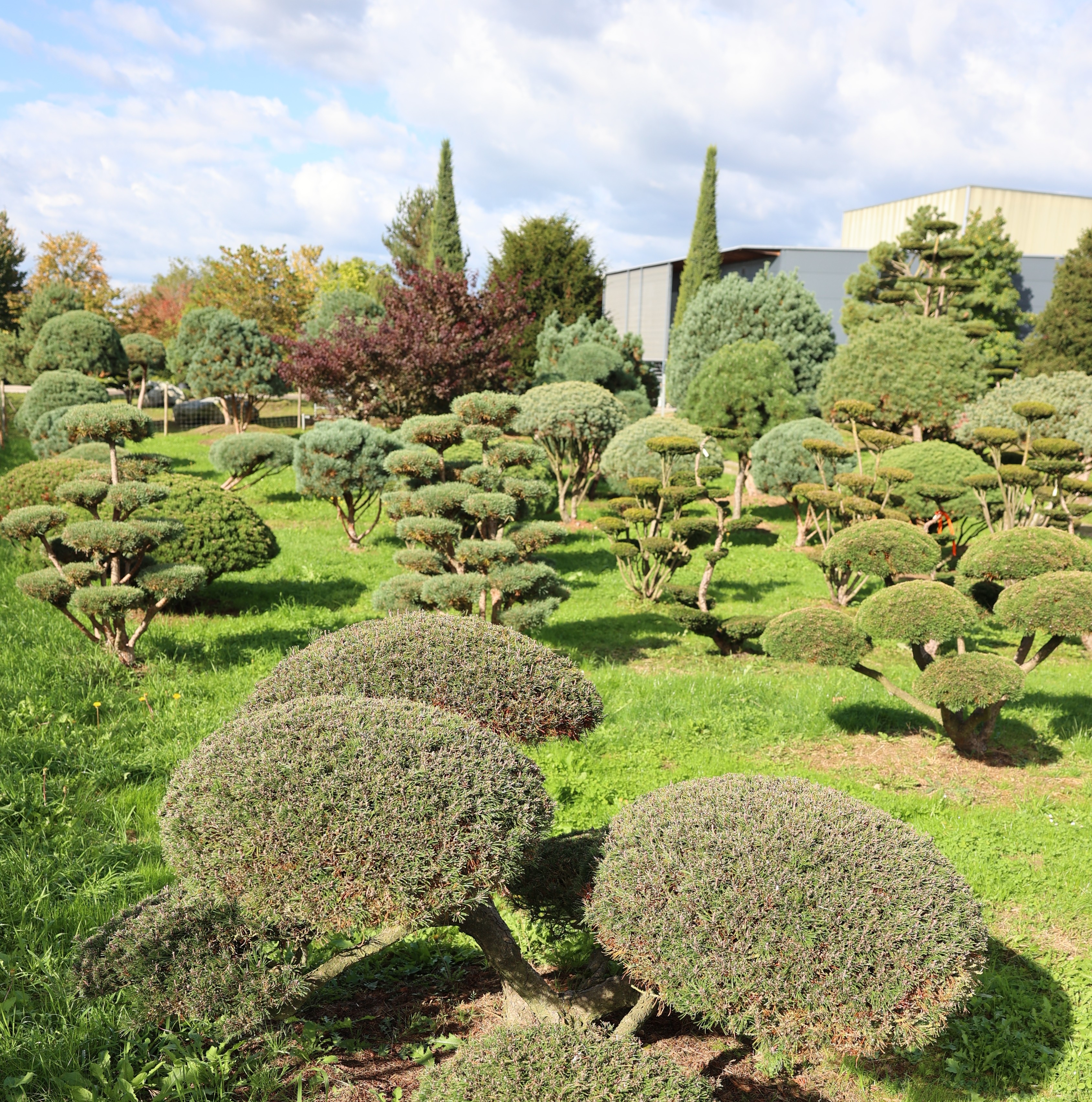 Bonsai und Formgehölze