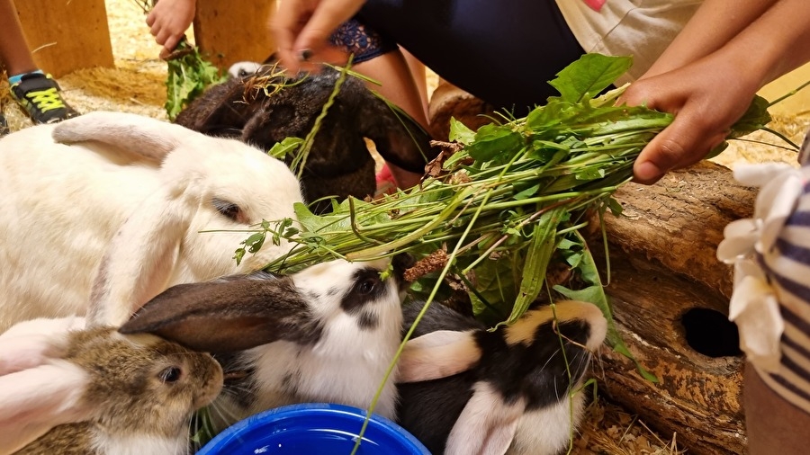 Titelbild des Events: Stall-Zwergengruppe