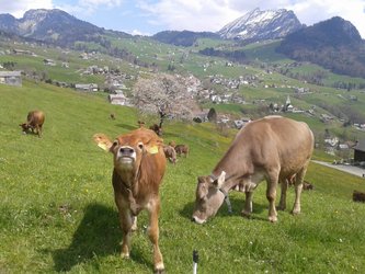 boosbiobeef - 1