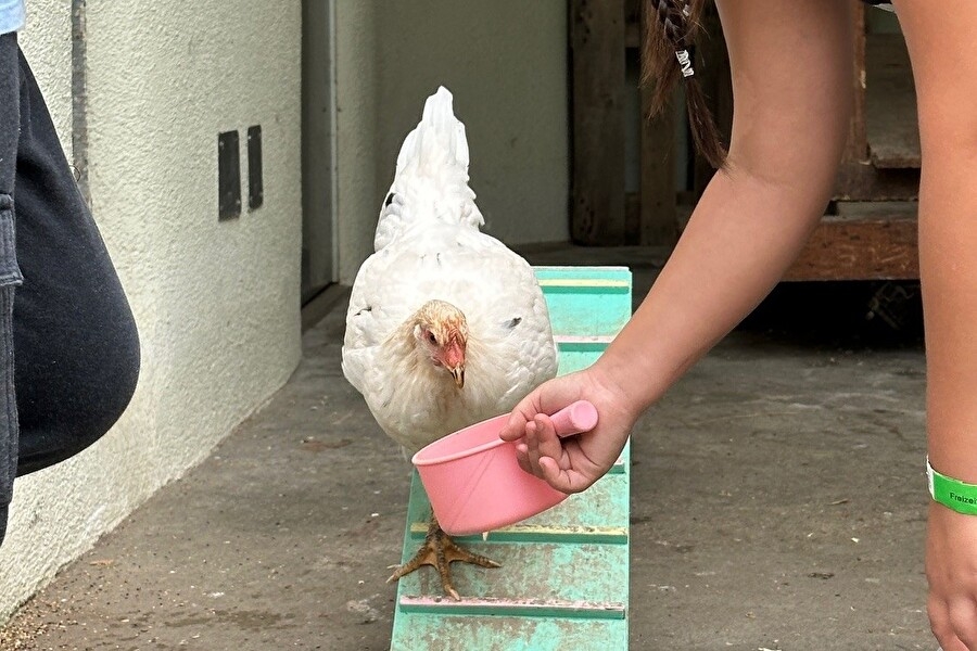 Titelbild des Events: ExperimenTIER-Club