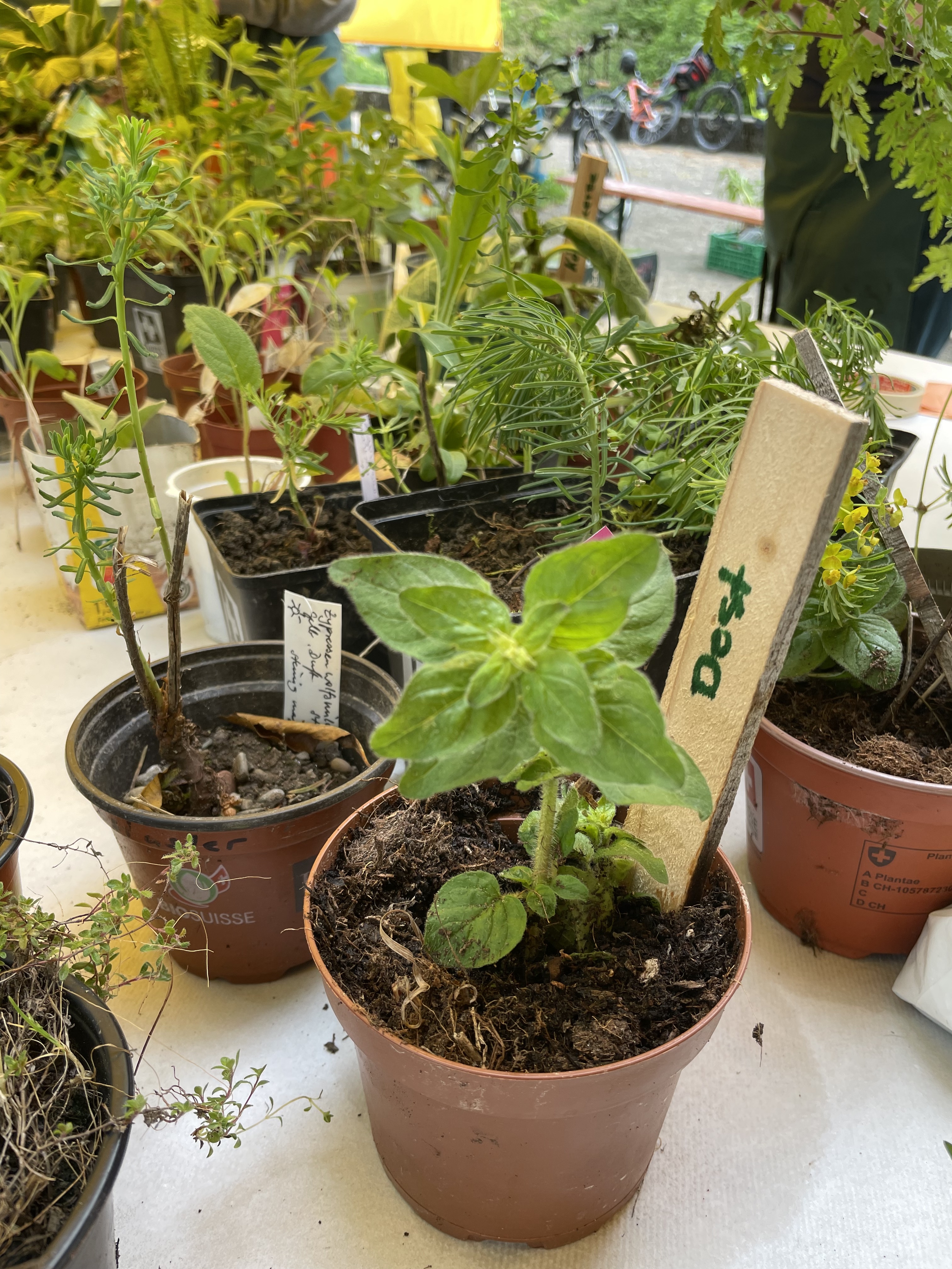 Pflanzentauschbörse