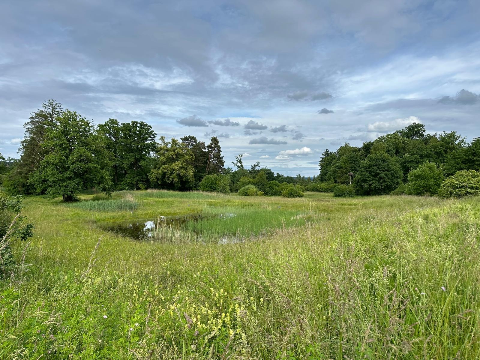 Jahrgängerverein Dübendorf, Chrutzelriet – ein verborgenes Naturjuwel