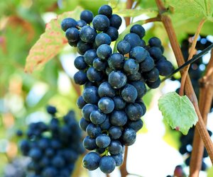 Spiezer Wein - Verkauf mit Degustation - 1