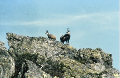 Wildspuren und Naturerwachen - Bischofalp und Umgebung - 1