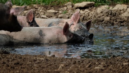 Weideschweine in der Suhle, Hofgut Farnsburg. Foto: Museum.BL