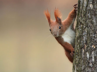 Freches Eichhörnchen. Bild: Jörg Uhlemann