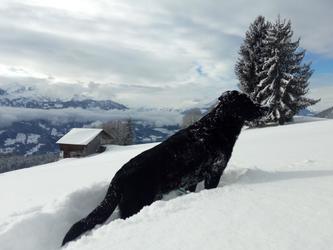 Chalet dog Hanibal is watching out