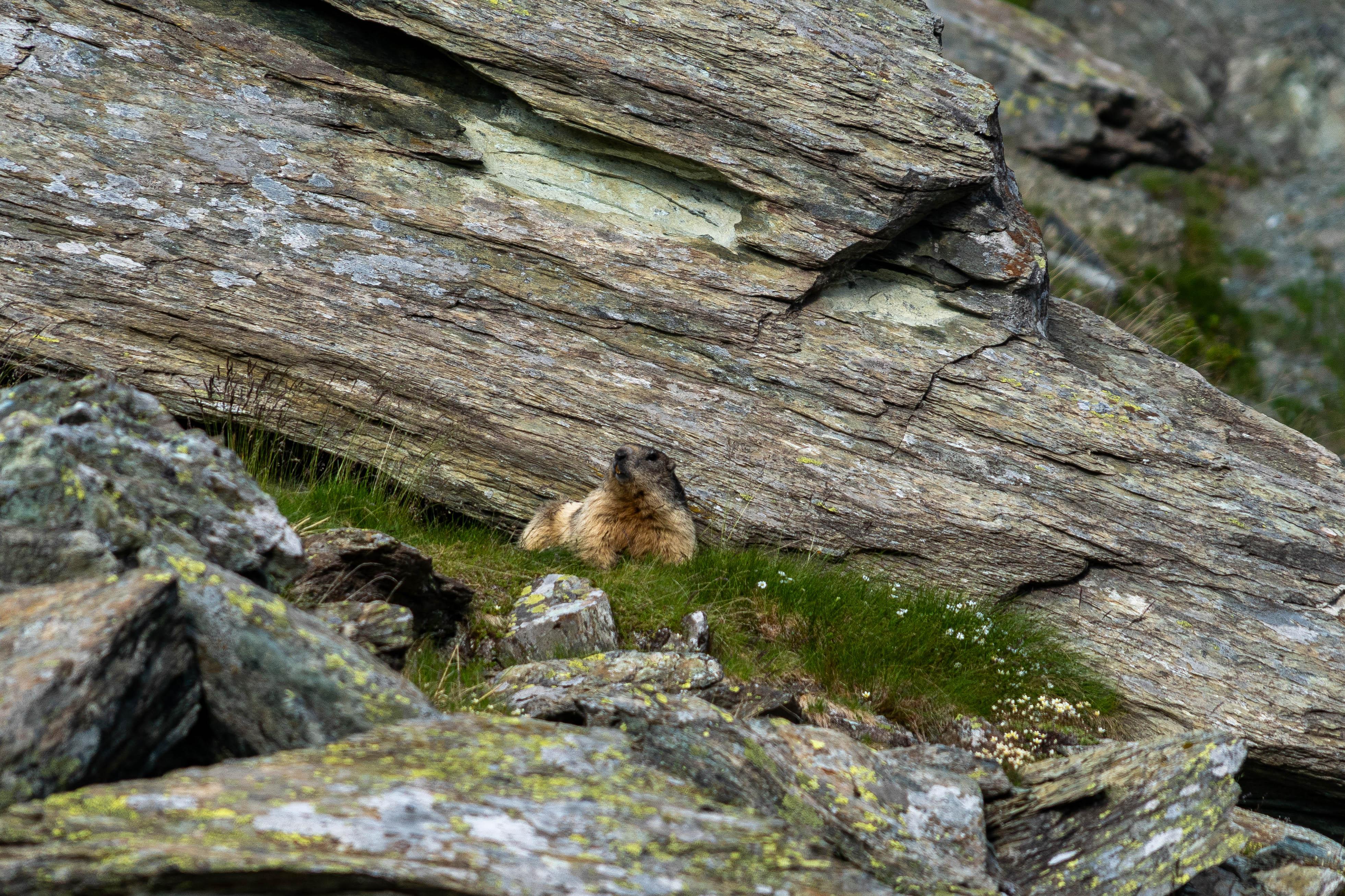 Wildbeobachtung: Im Reich der Saaser Wildtiere
