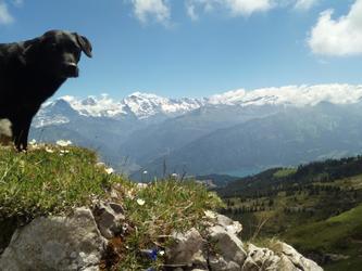 View towards the Chalet from the Gemmenalphorn