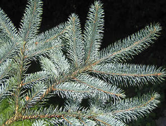 Abies de Lully - 1
