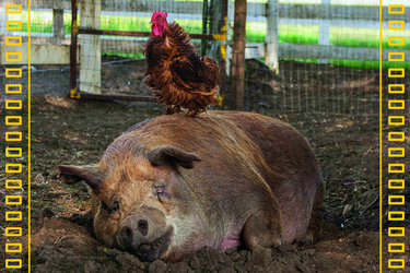 Filmstill%20%22The%20Biggest%20Little%20Farm%22