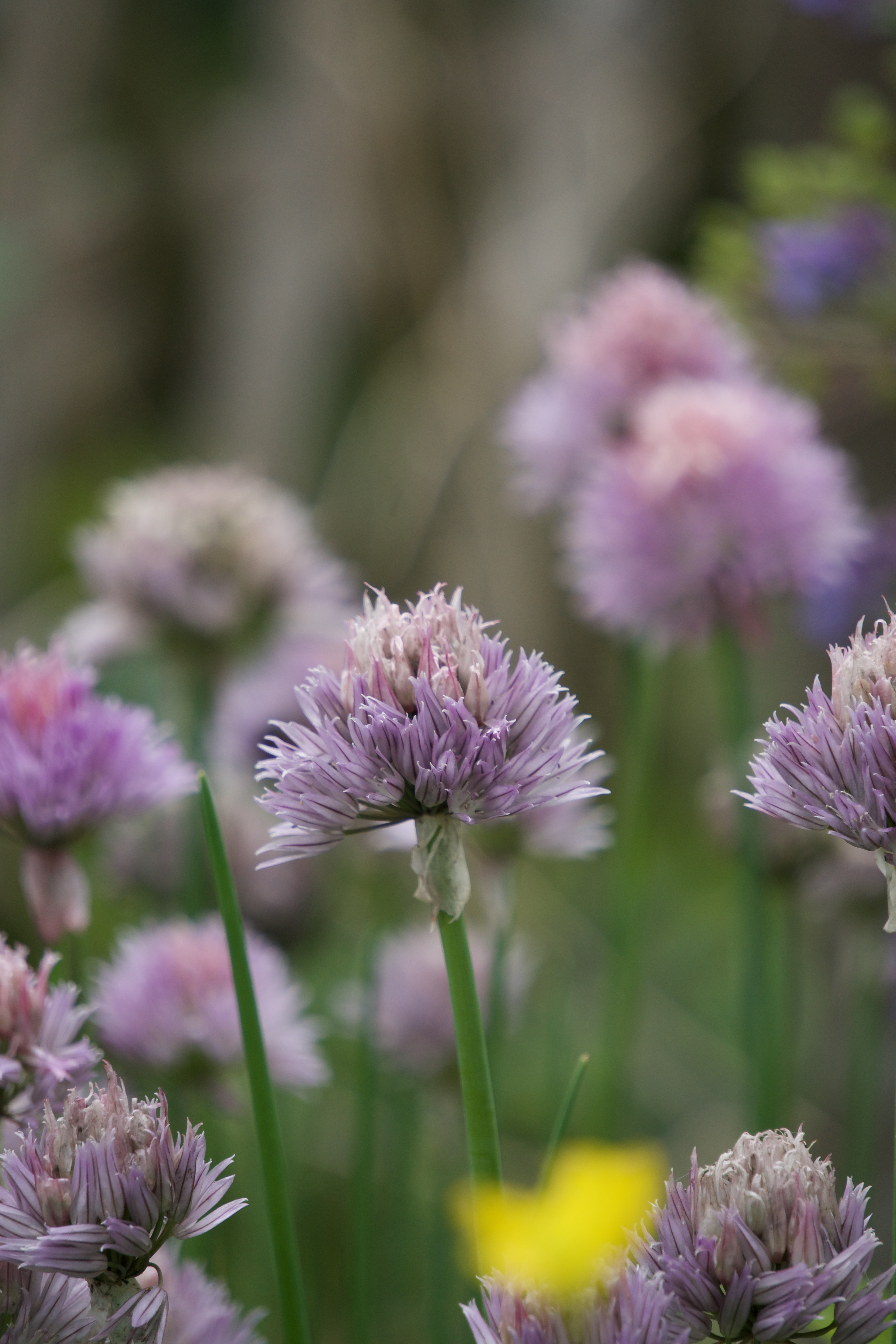 Zusammen Gärtnern auf der Stadtoase Dübi
