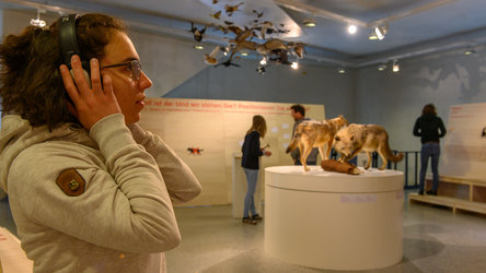 Der Wolf ist da. Ein Thema – zwei Ausstellungen - 1
