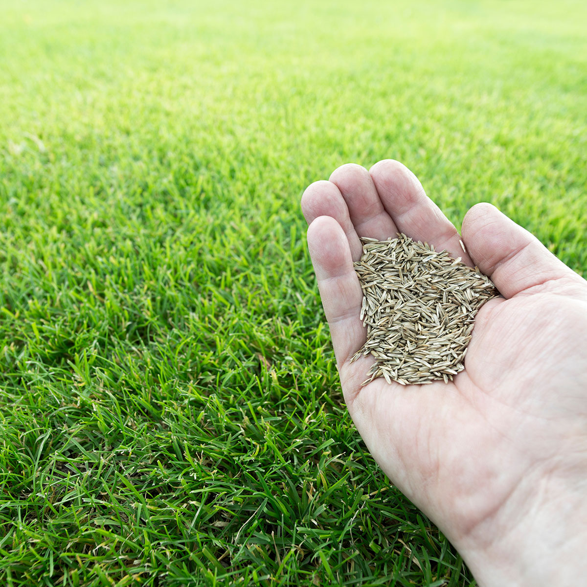 Rasen: nicht nur grünes Gras
